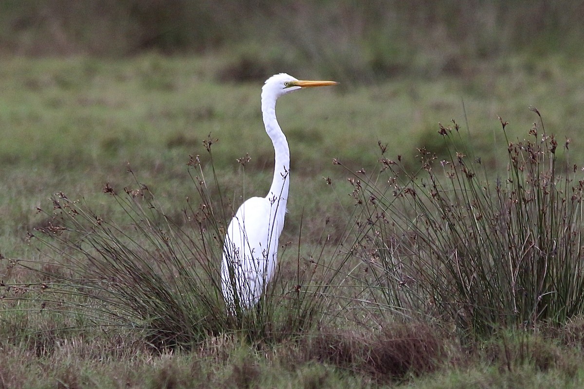 Great Egret - Pauline and Ray Priest