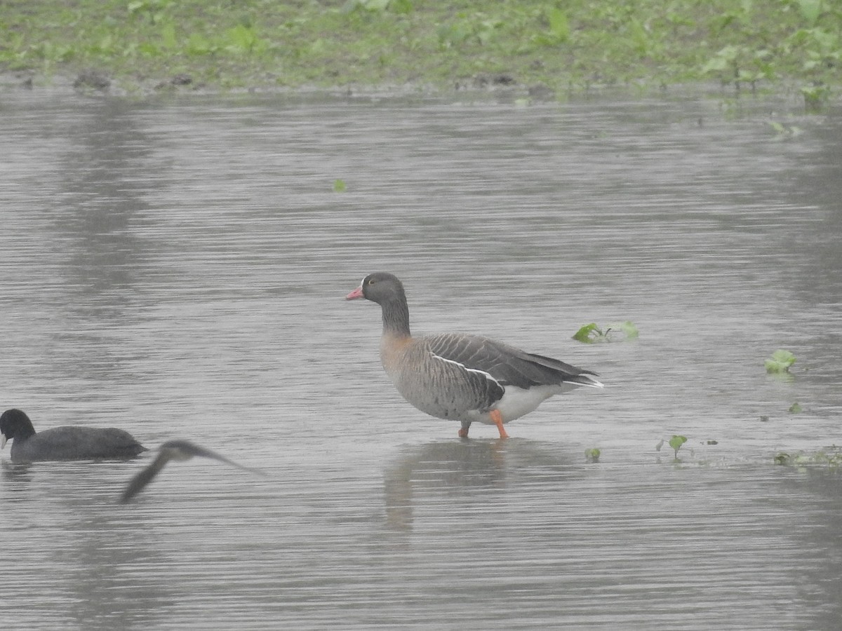 Lesser White-fronted Goose - ML447434021