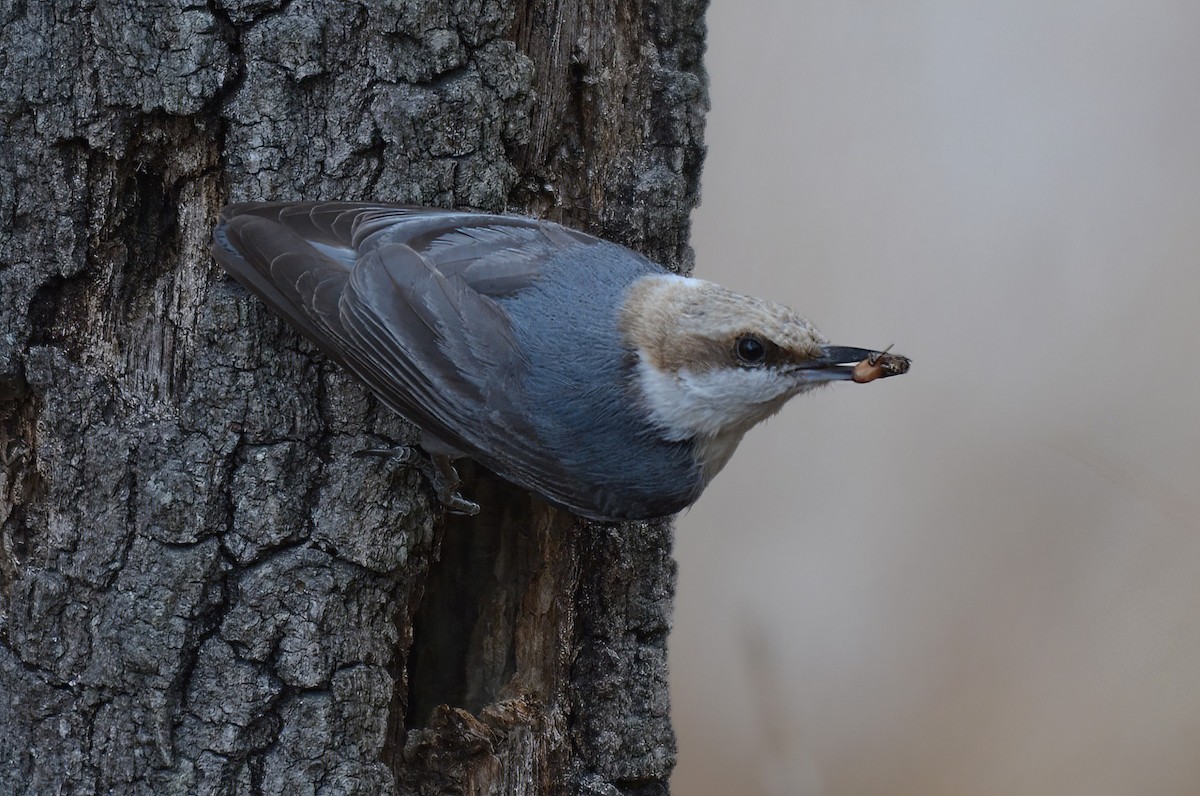 North Carolina Bird Atlas Checklist - 9 Apr 2022 - Carvers Creek SP ...