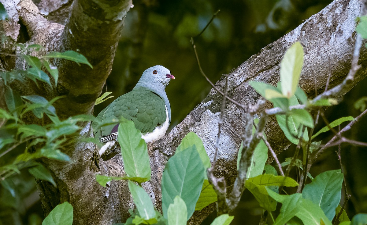 Cream-breasted Fruit-Dove - Forest Botial-Jarvis