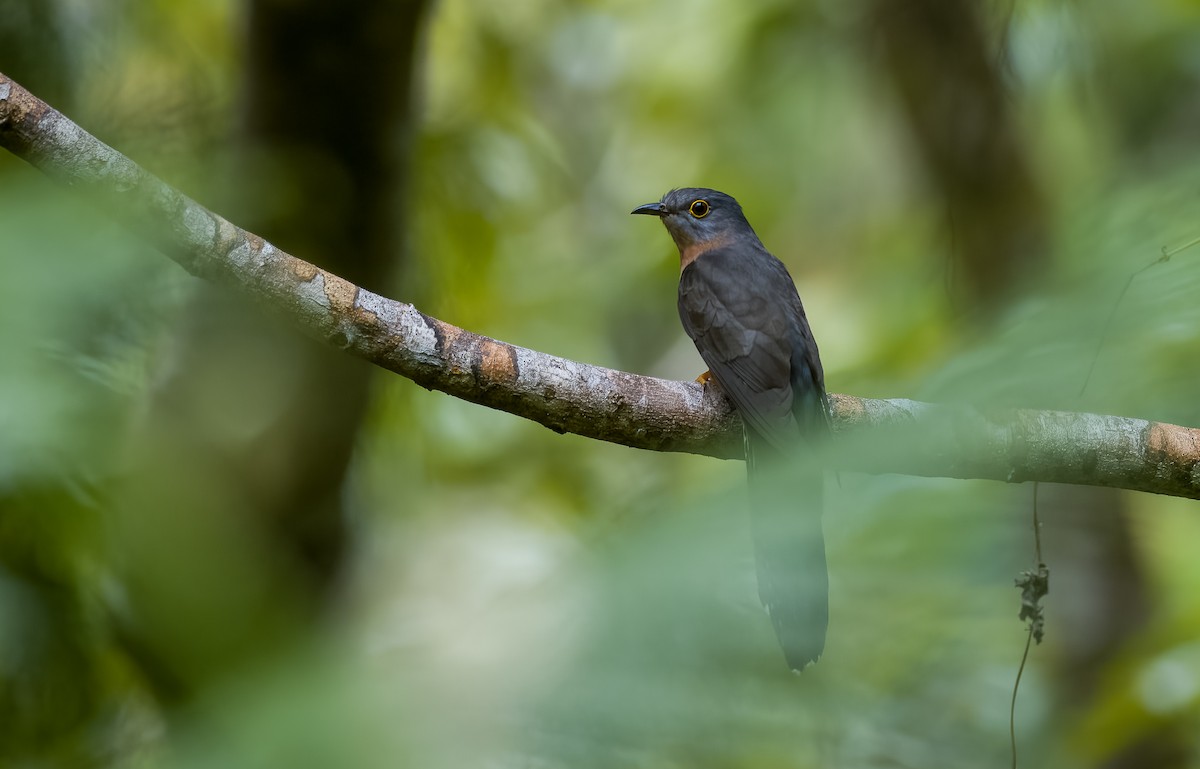 Brush Cuckoo (Sunda) - Forest Botial-Jarvis