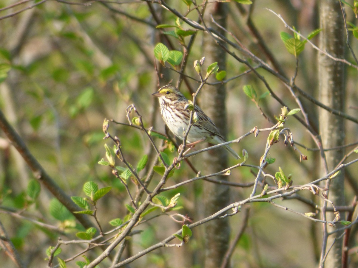 Savannah Sparrow - ML447441331
