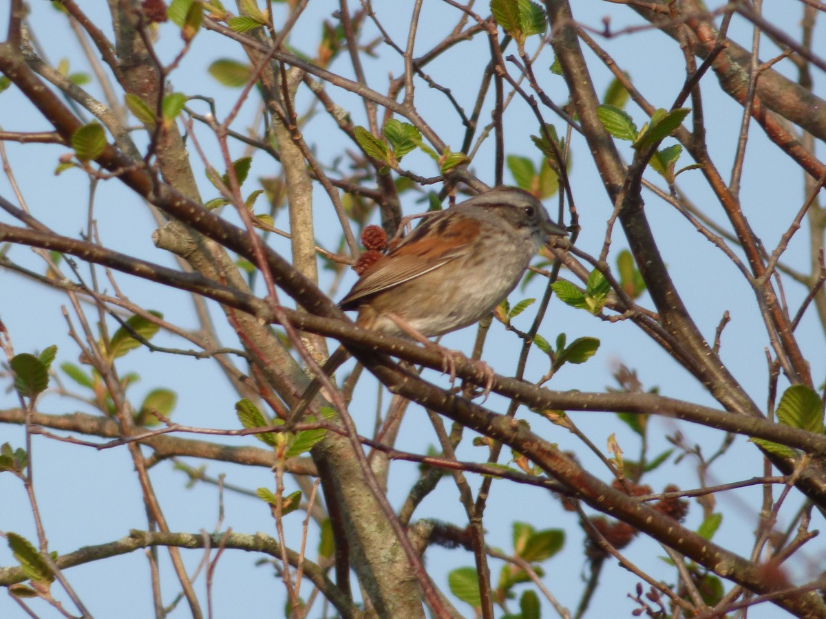 Swamp Sparrow - ML447441351