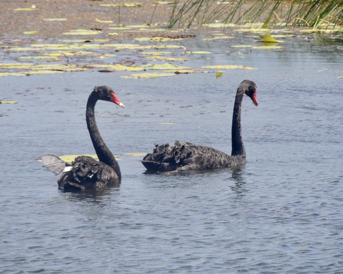 Black Swan - ML447443931