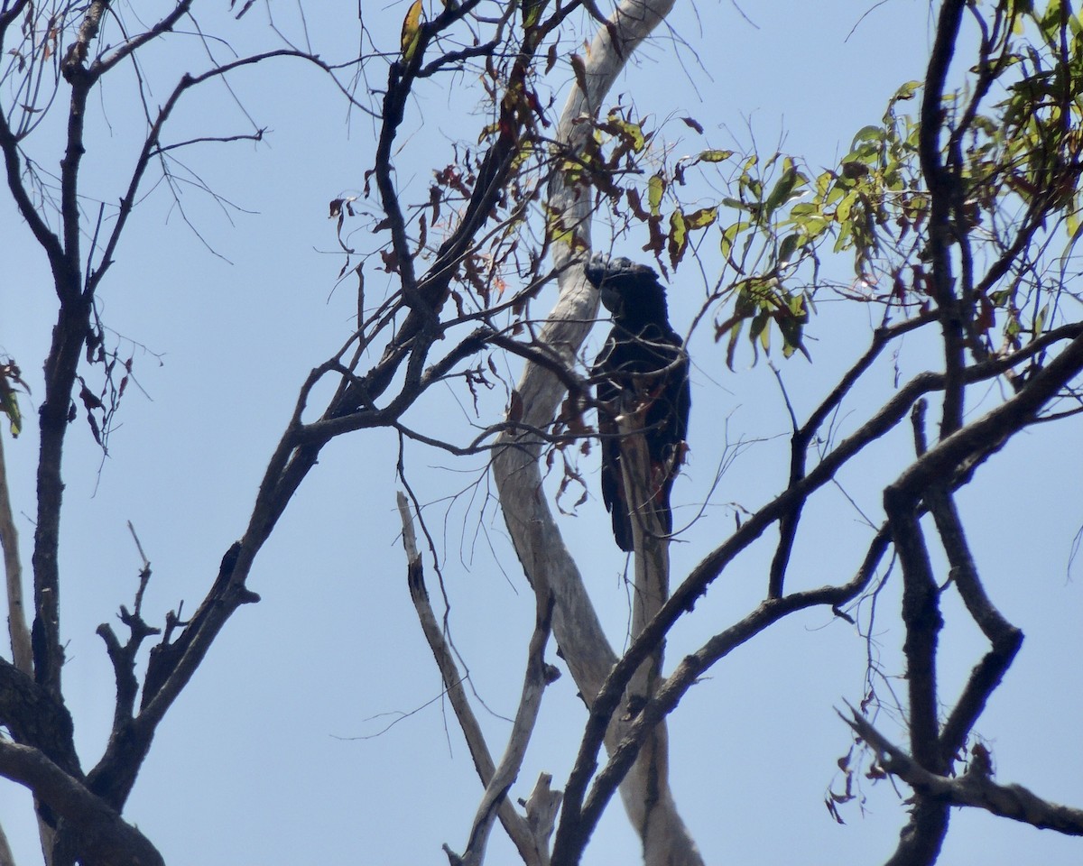 Red-tailed Black-Cockatoo - ML447444381