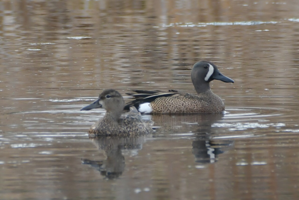 Blue-winged Teal - ML447448501