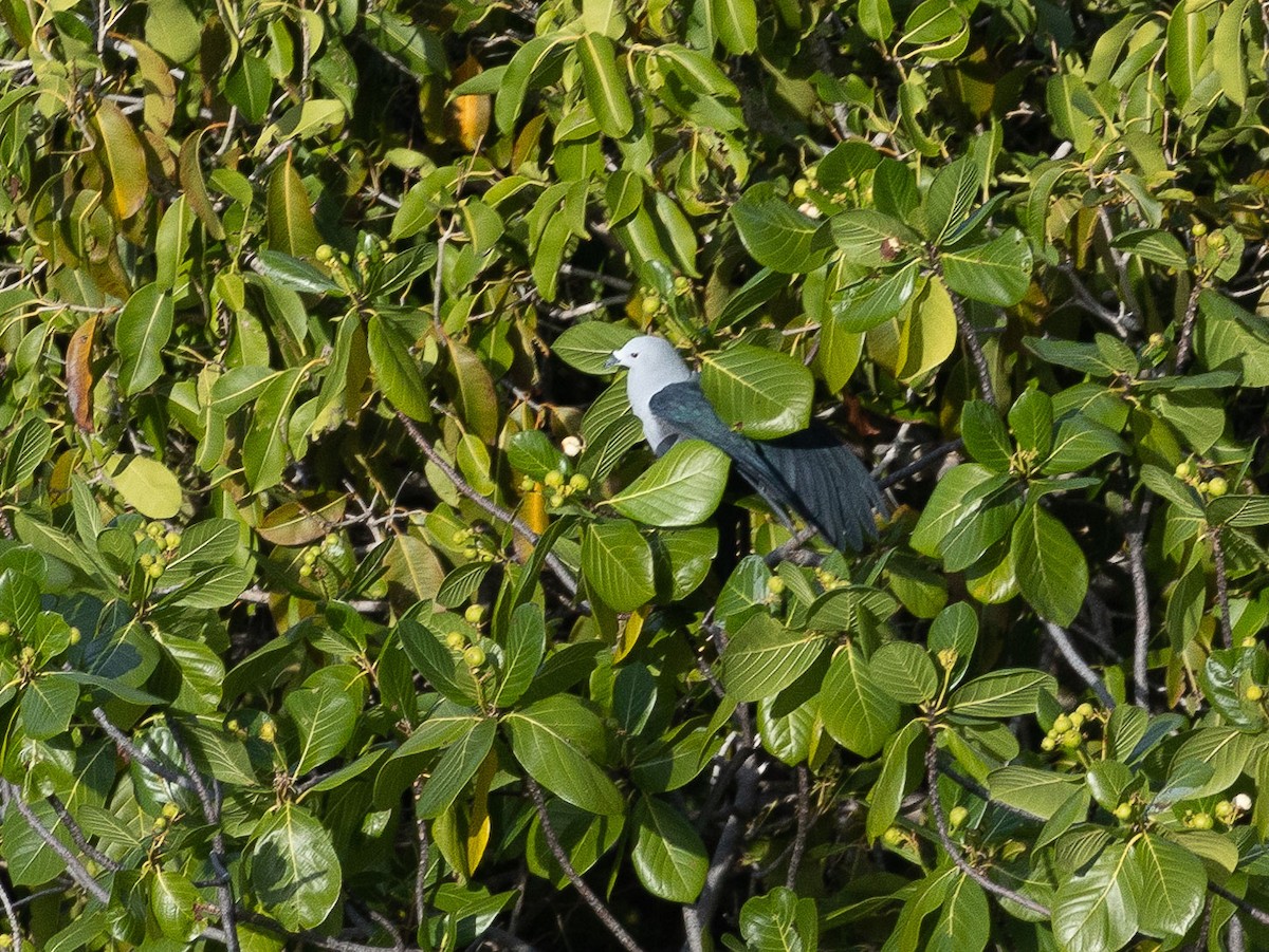 Таитянский плодовый голубь - ML447451841