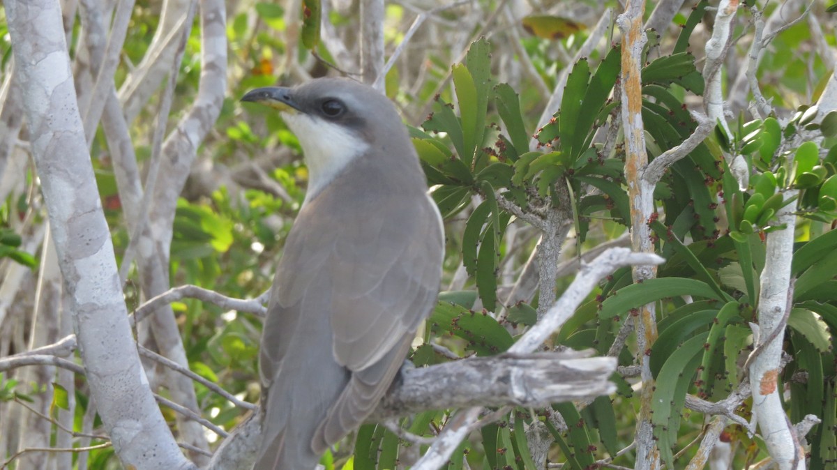 Mangrove Cuckoo - David Dean