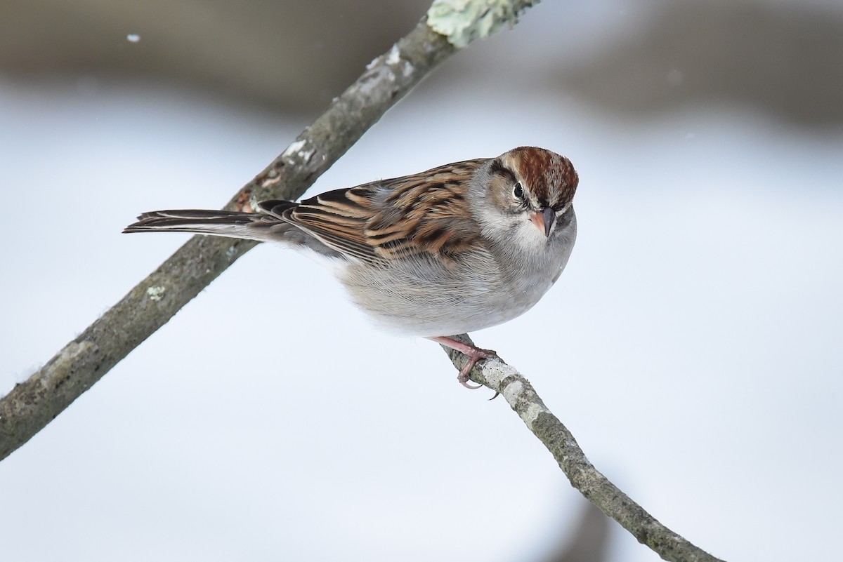 Chipping Sparrow - ML44745631