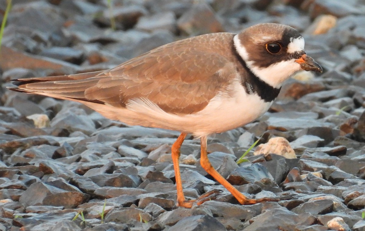 Semipalmated Plover - ML447459161