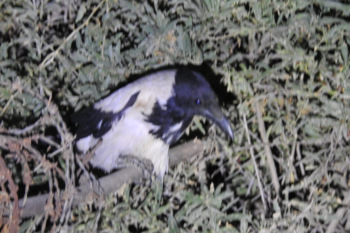 Hooded Crow (Mesopotamian) - Keramat Hafezi