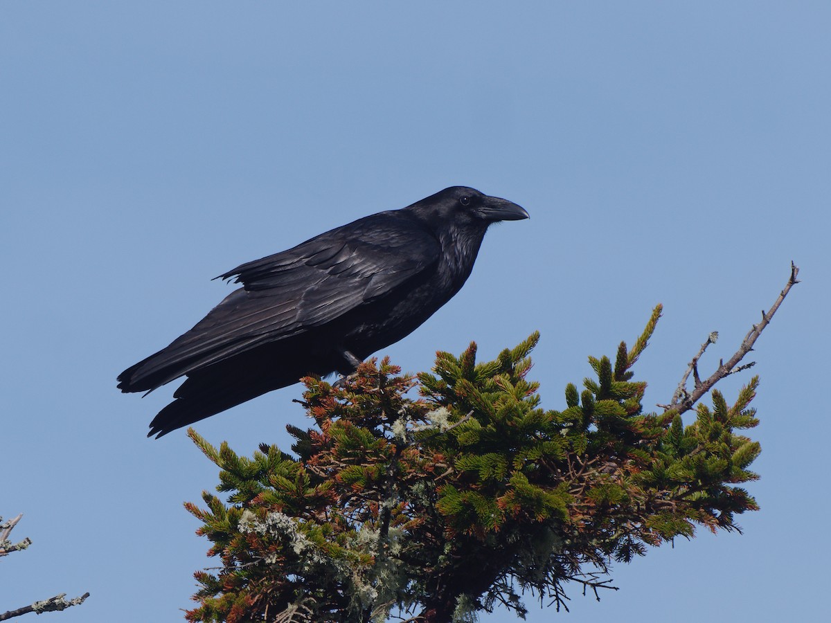 Common Raven - Rob Edsall