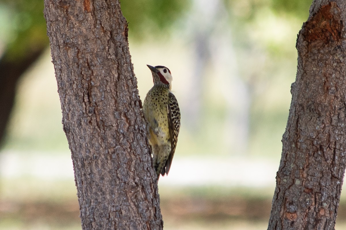 Green-barred Woodpecker - ML447464811