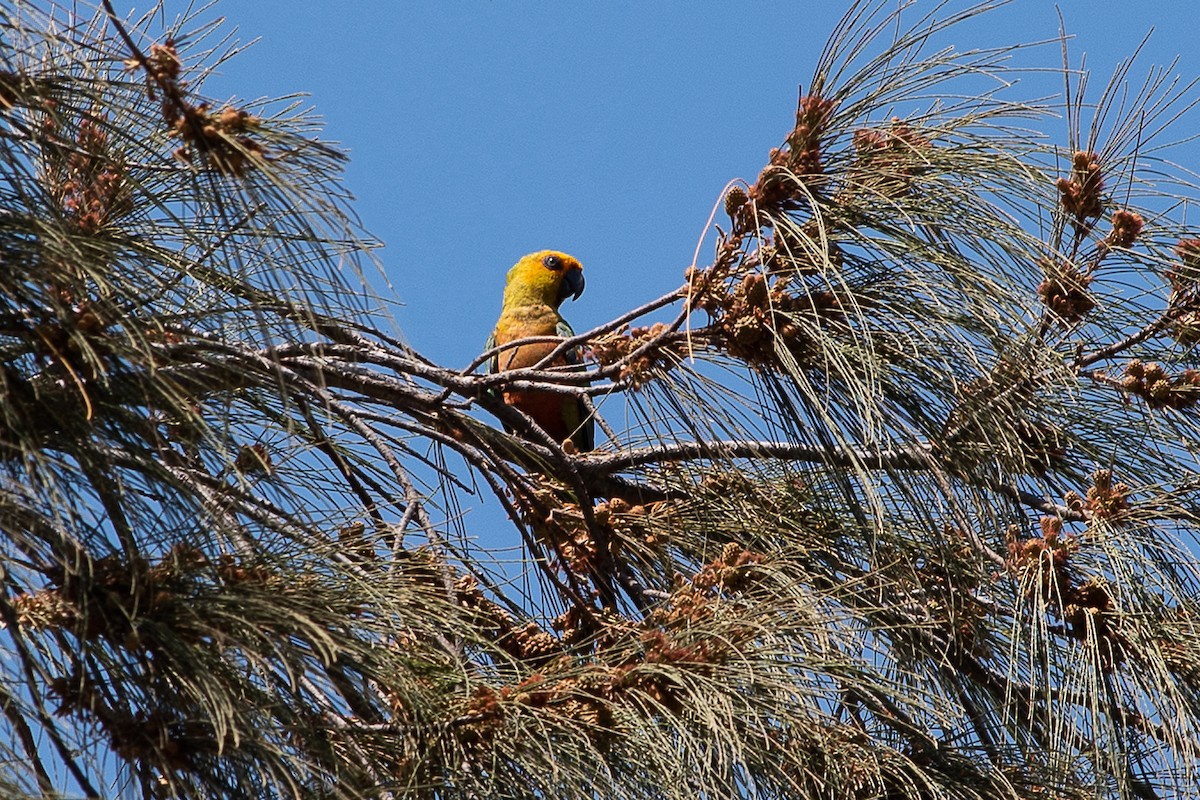 Golden-capped Parakeet - ML447465281