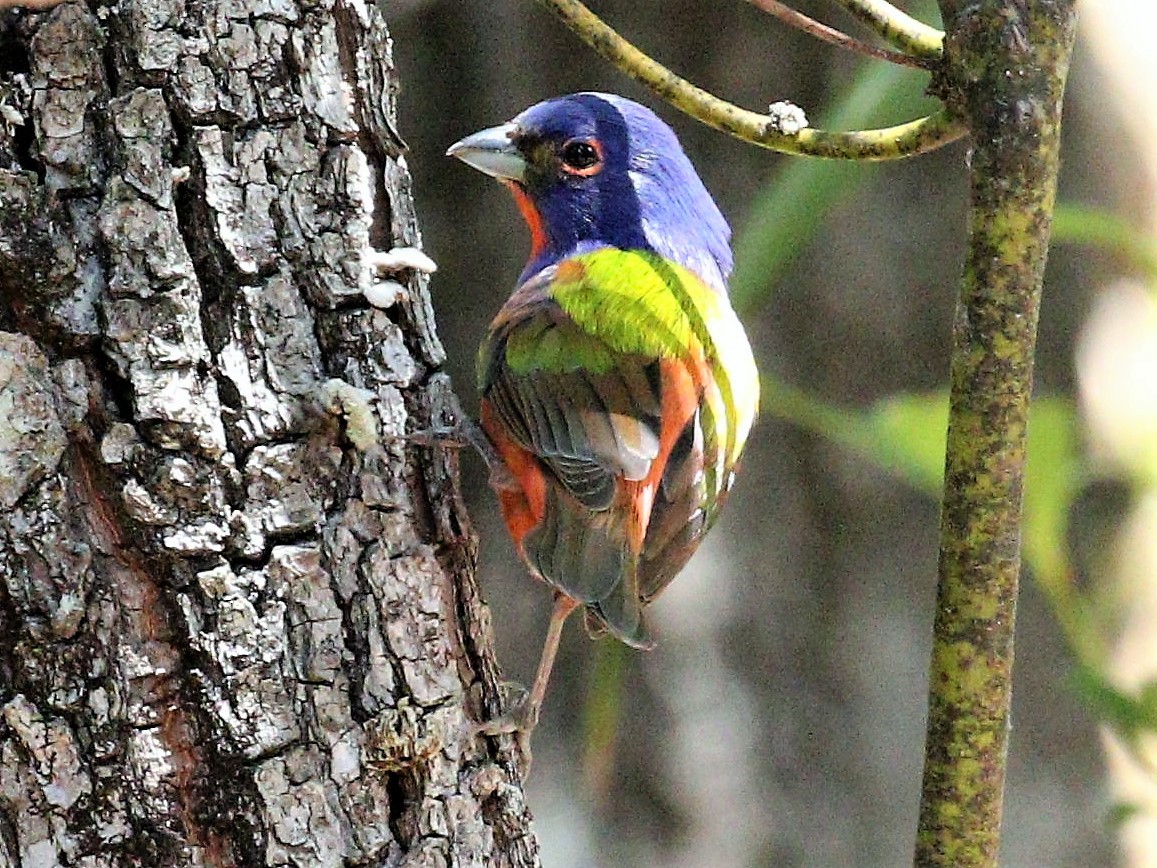 Painted Bunting - Bill Schmid