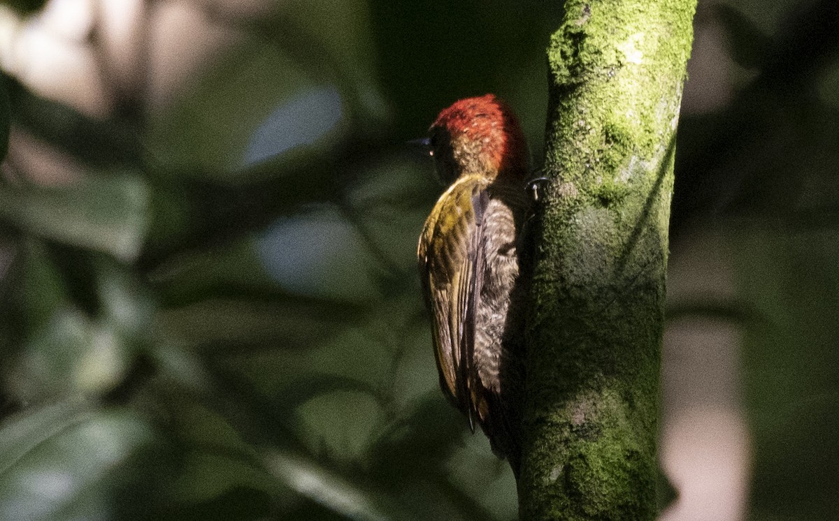 Red-stained Woodpecker - ML447470181