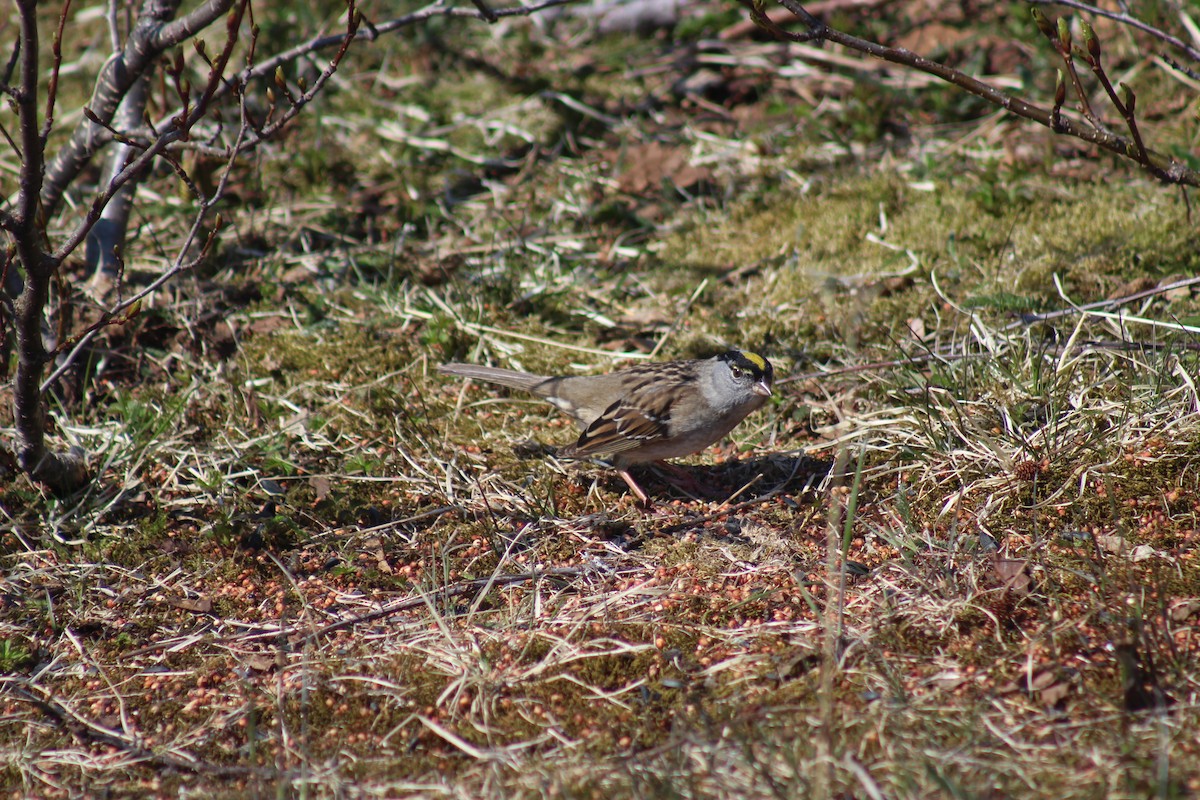 Golden-crowned Sparrow - ML447470731