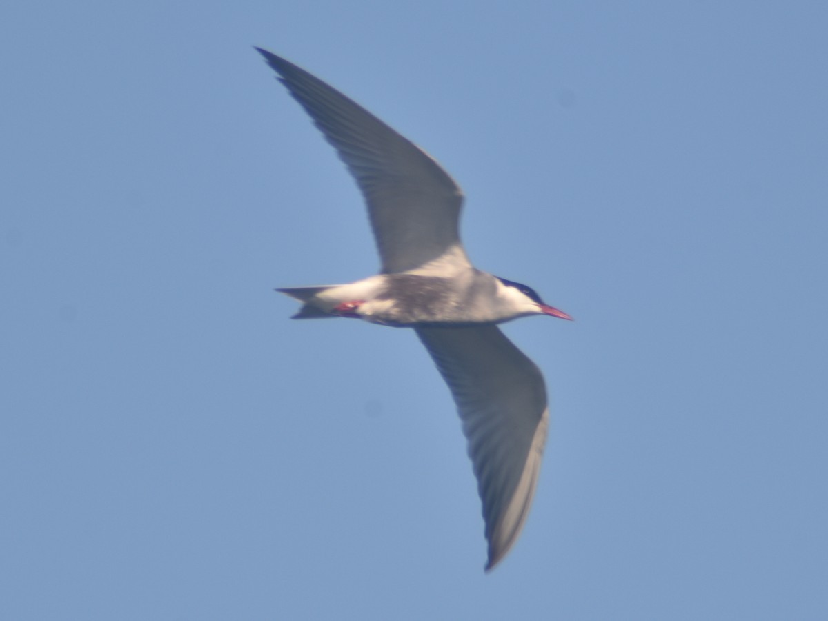 Common Tern - ML447470921