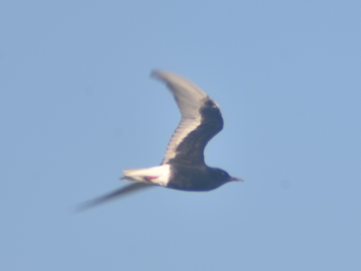 White-winged Tern - ML447471001