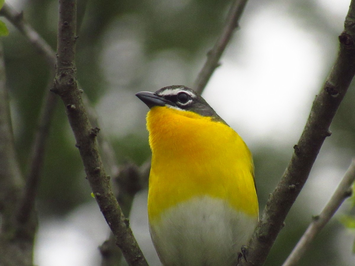 Yellow-breasted Chat - karen pinckard