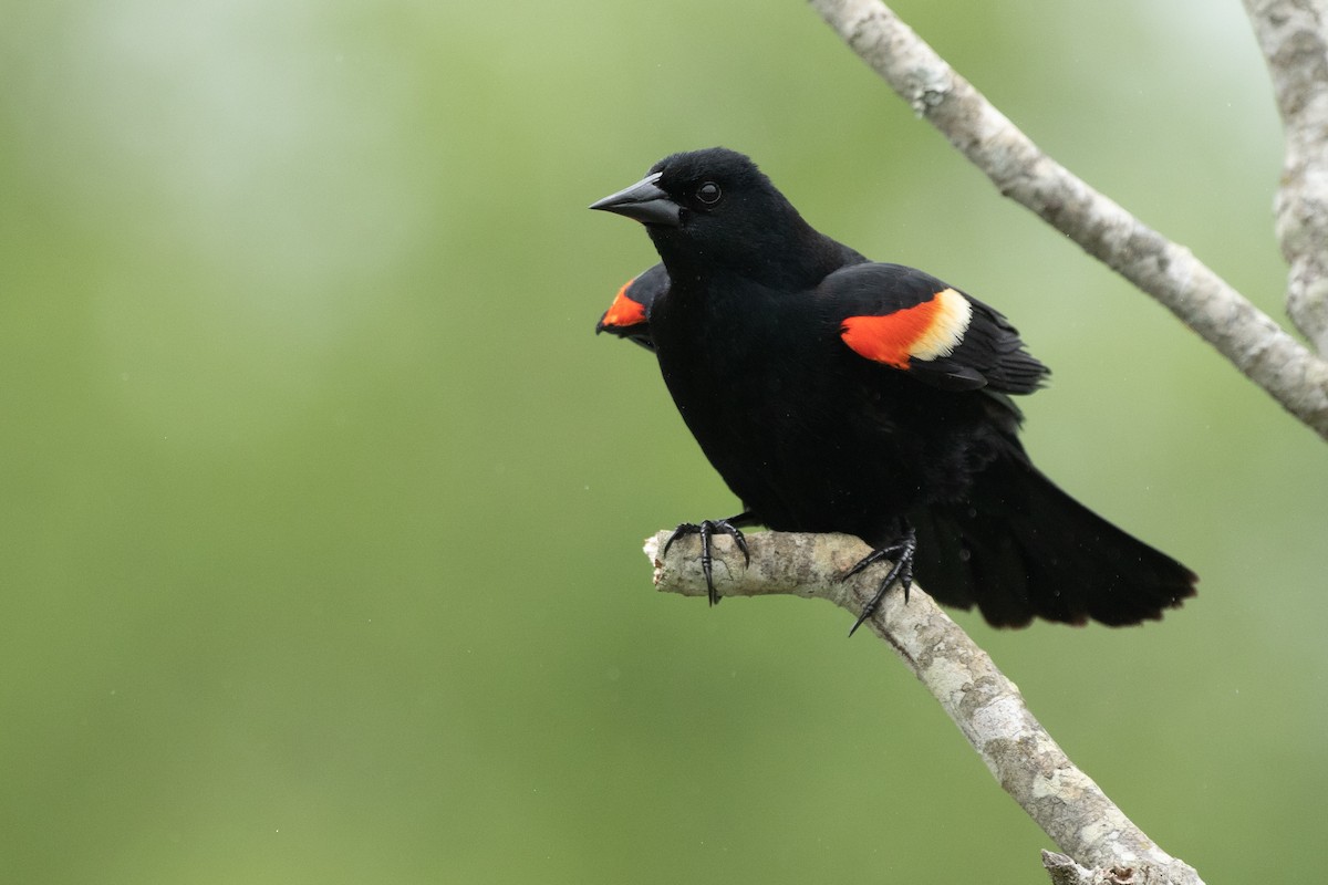 Red-winged Blackbird - ML447478801