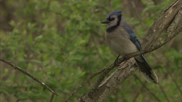 Blue Jay - Cyanocitta cristata - NatureWorks