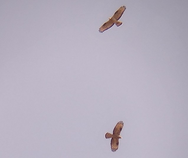 European Honey-buzzard - ML447484541