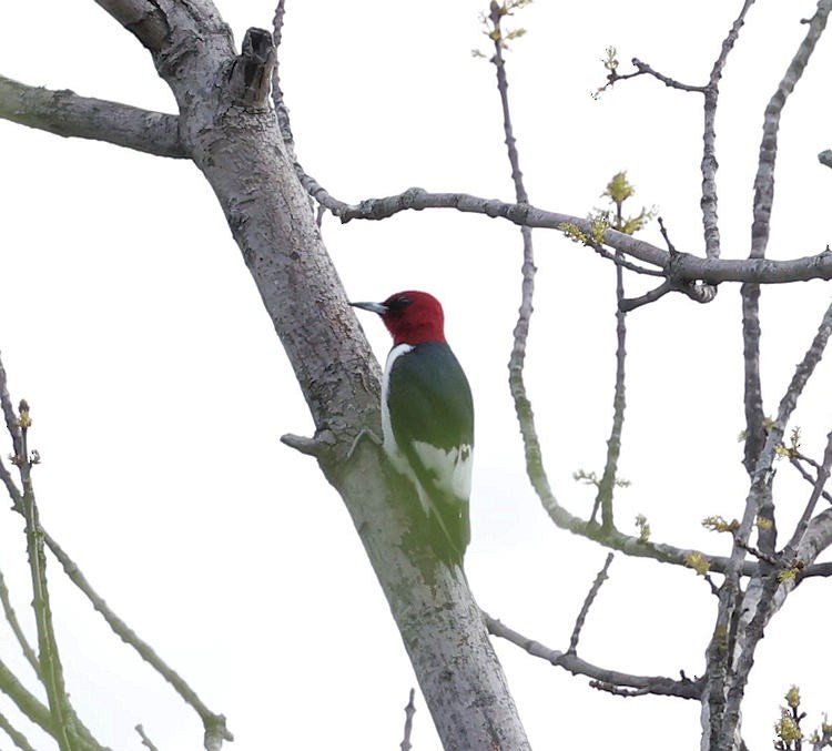 Red-headed Woodpecker - ML447485931