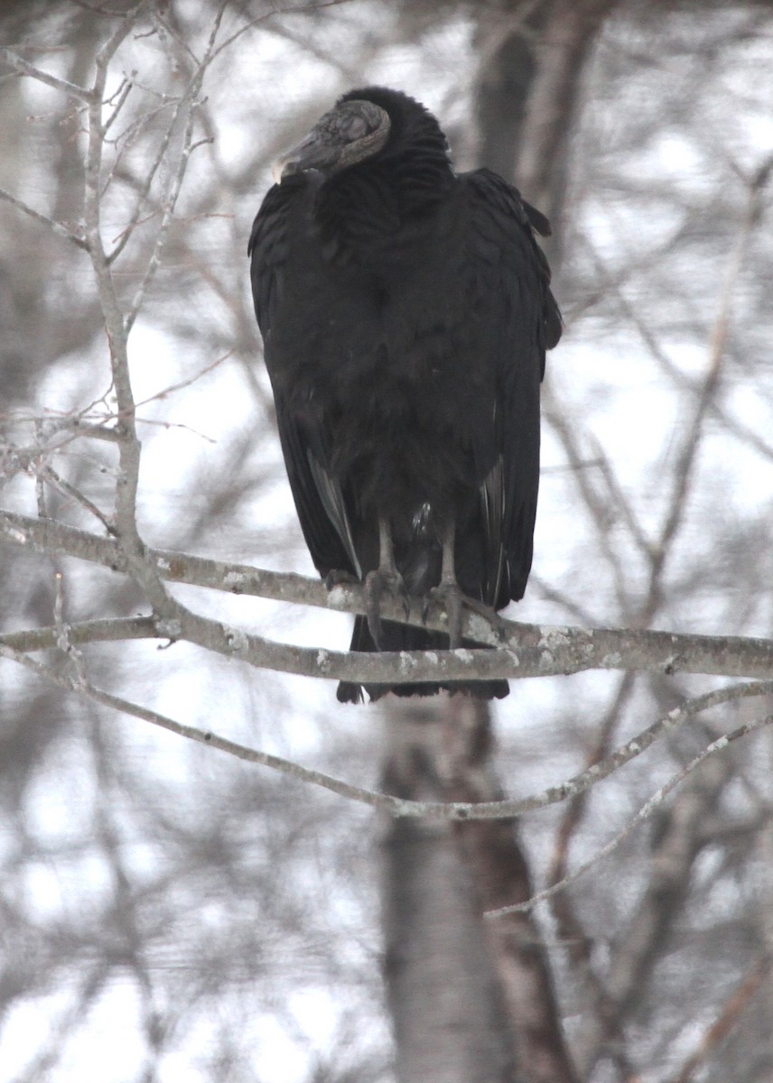 Black Vulture - Bruce Cole