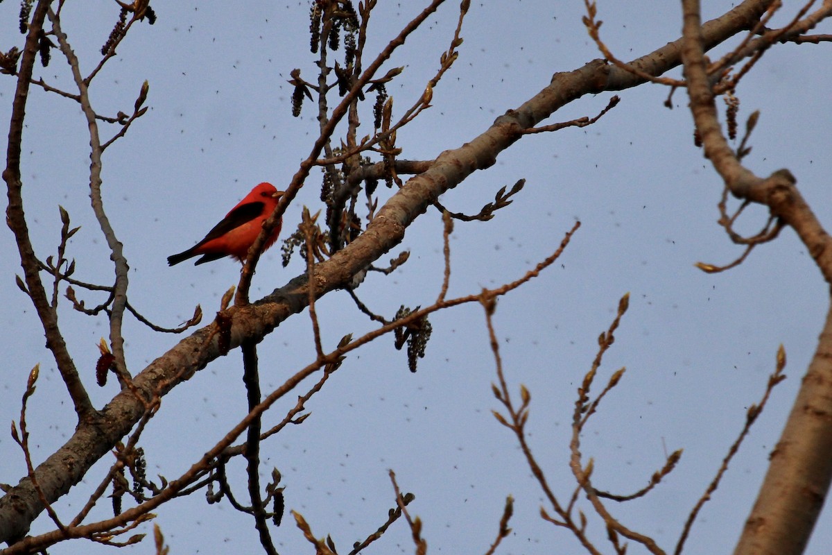 Scarlet Tanager - Kelly Steele