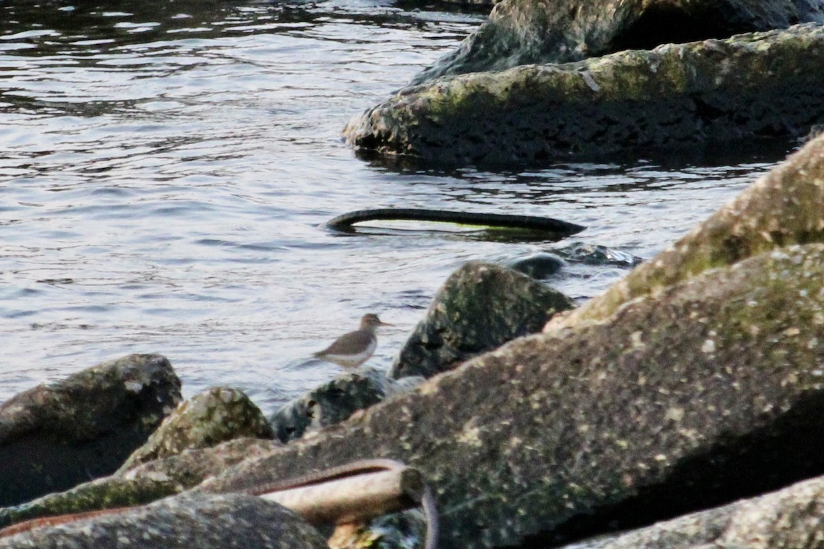 Spotted Sandpiper - Kelly Steele