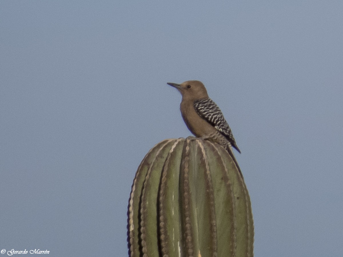 Pic des saguaros - ML44749191
