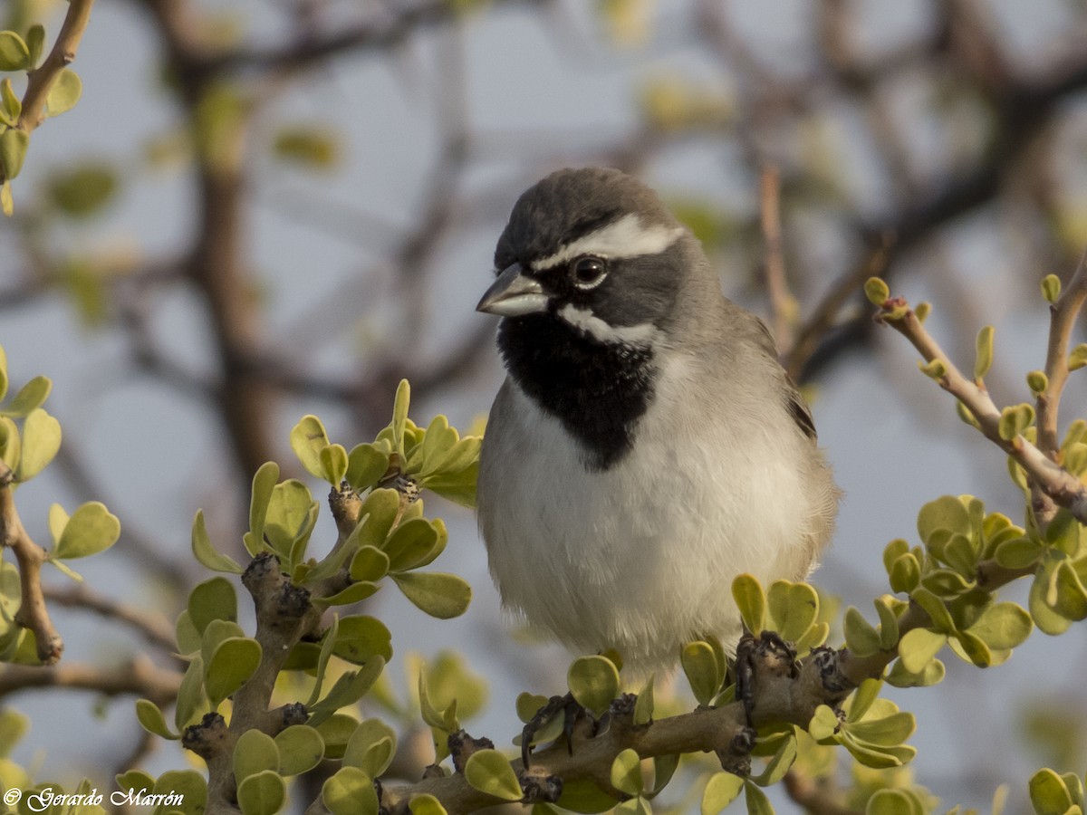 Black-throated Sparrow - Gerardo Marrón