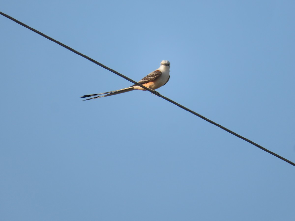 Scissor-tailed Flycatcher - Gerard van Heijzen