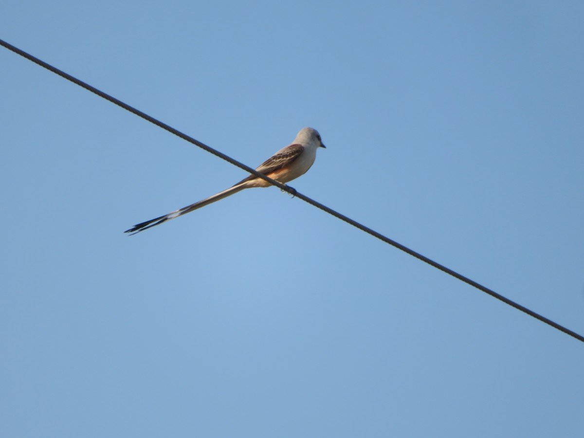 Scissor-tailed Flycatcher - Gerard van Heijzen