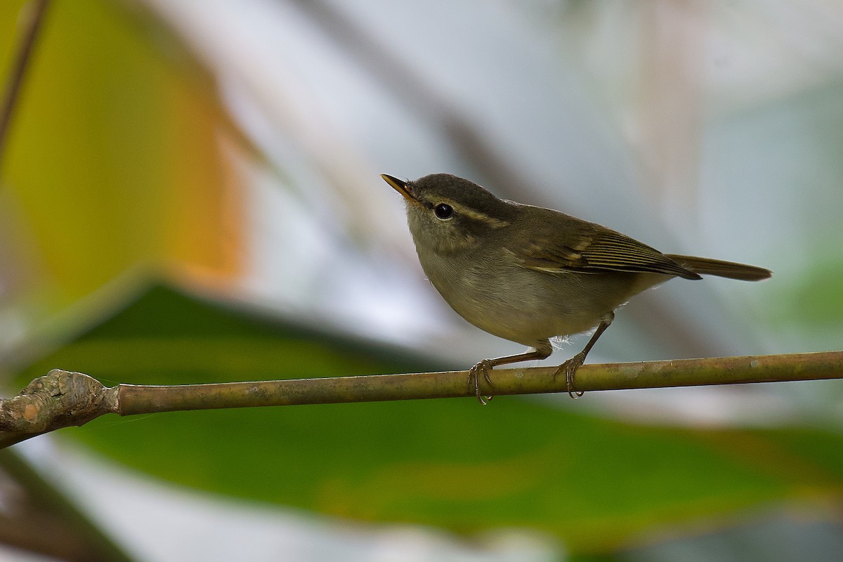 Two-barred Warbler - ML447495481