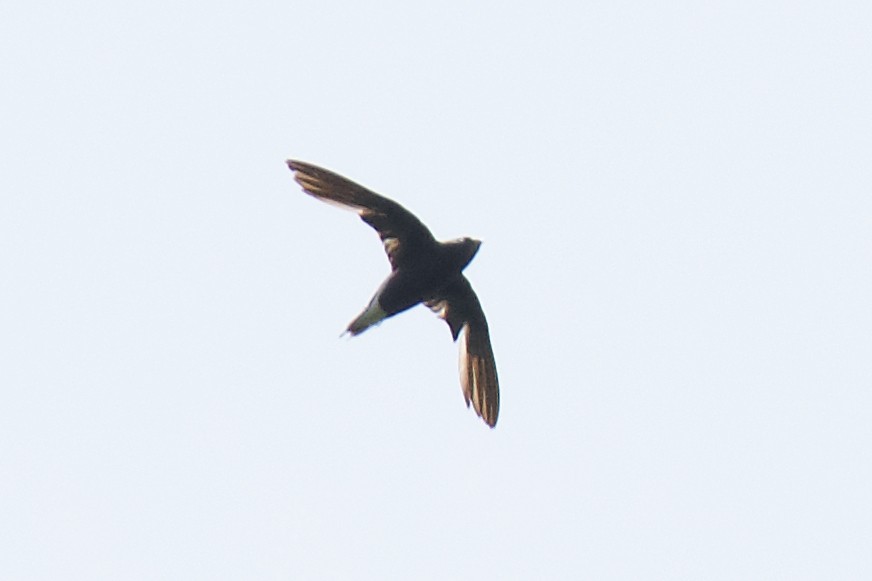 Brown-backed Needletail - ML447499111