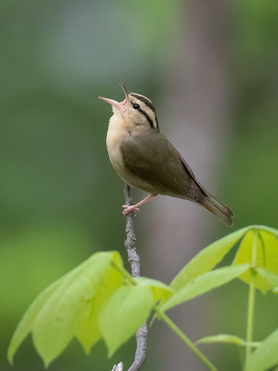 Worm-eating Warbler - Mitchell Goldfarb