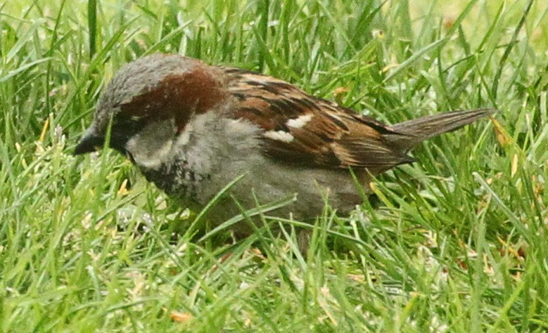 House Sparrow - ML447501291