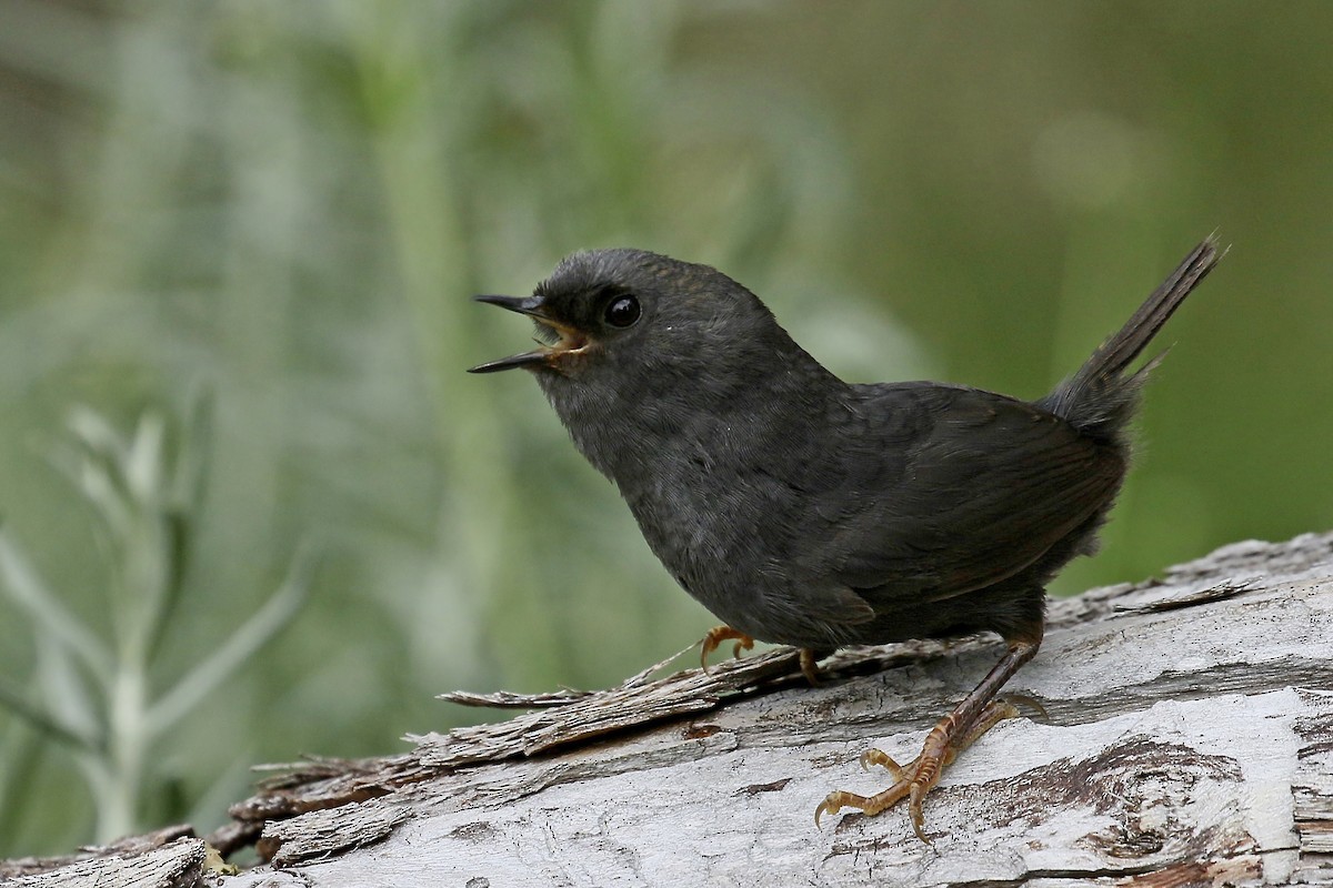 Magellanic Tapaculo - Jan Andersson