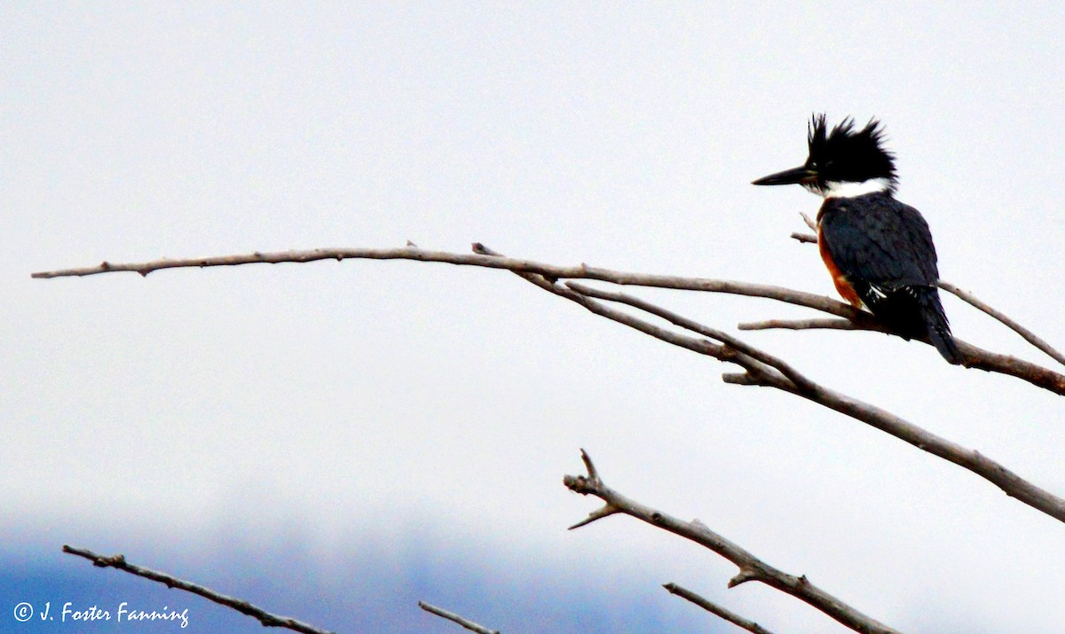 Belted Kingfisher - Foster Fanning