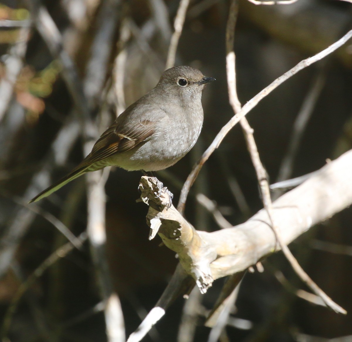 Townsend's Solitaire - ML447521531