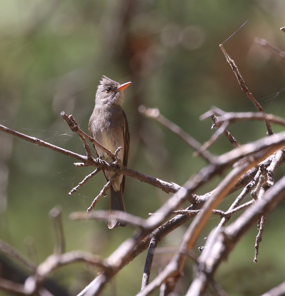 Greater Pewee - ML447522771