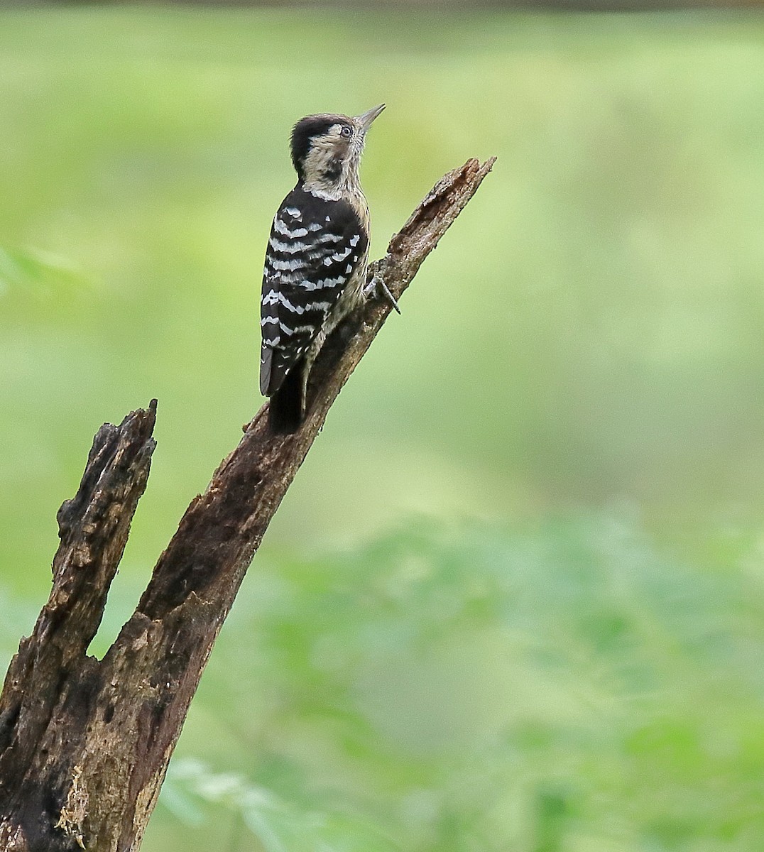 Gray-capped Pygmy Woodpecker - ML447523461
