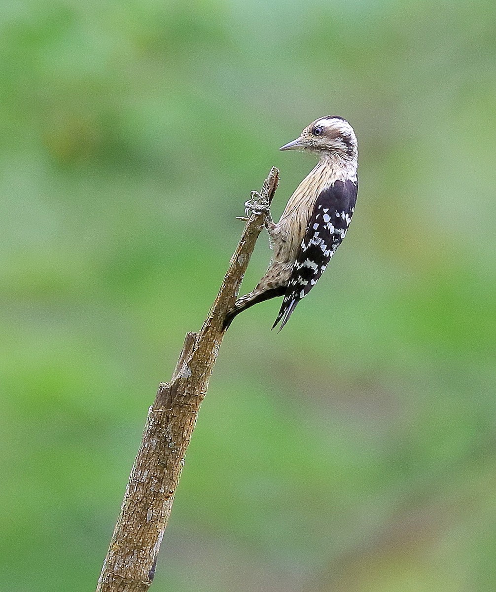 Gray-capped Pygmy Woodpecker - Avisek Banerjee