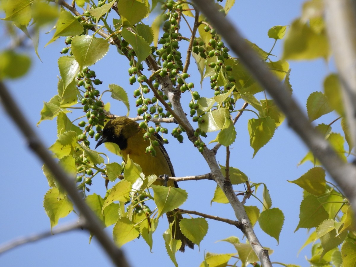 Orchard Oriole - ML447524111