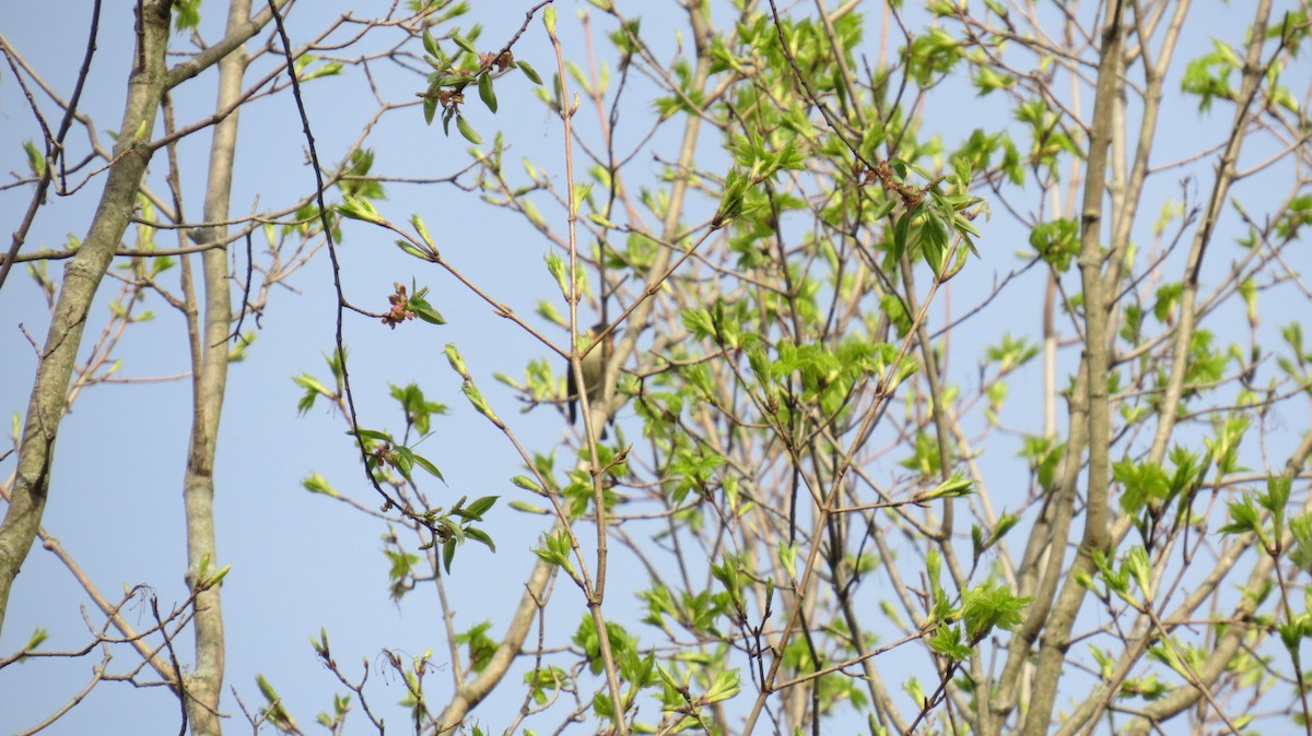 Bay-breasted Warbler - ML447524711
