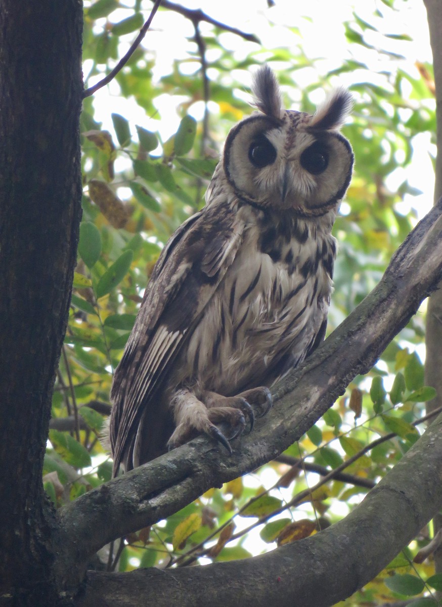 Striped Owl - ML447525451