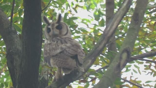 Striped Owl - ML447525821