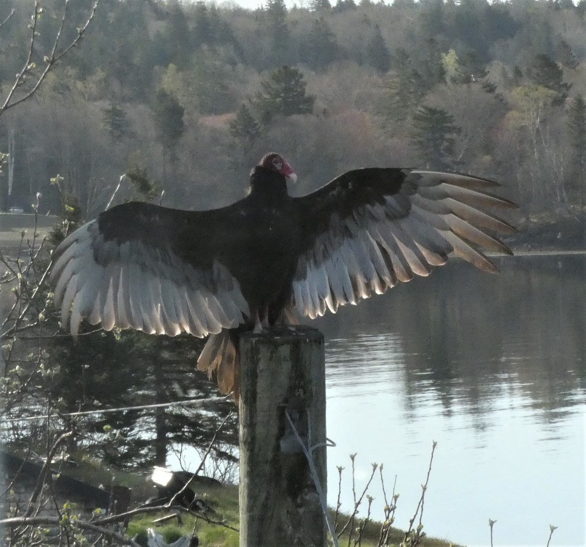 Turkey Vulture - ML447527021